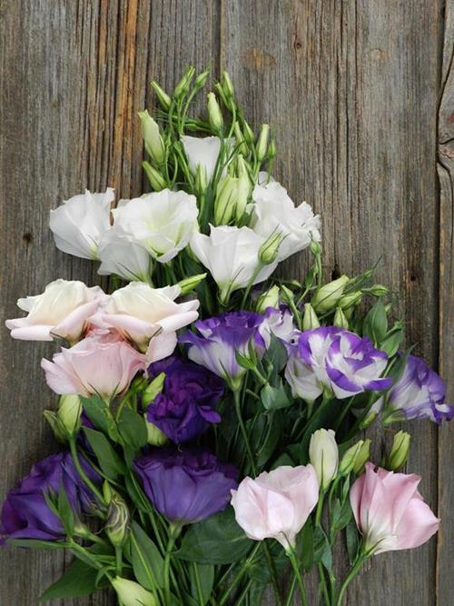 ASSORTED LISIANTHUS  ASSORTED LISIANTHUS